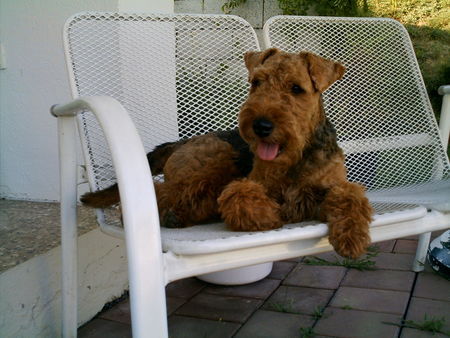 Welsh Terrier Der kleine Prinz