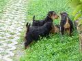 Welsh Terrier Welsh Terrierek RÁCKERTI KENNEL