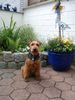Welsh Terrier Foto (ID 6311) Welsh Terrier Hund