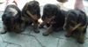 Welsh Terrier Foto: Unsere Babys mit knapp 5 Wochen (ID 4871) Welsh Terrier Hund