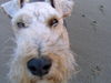 Welsh Terrier Hund