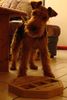 Welsh Terrier Foto: Wer hat mein Lecker aus dem Spielzeug geklaut??? (ID 40746) Welsh Terrier Hund