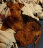 Welsh Terrier Hund