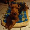 Welsh Terrier Hund