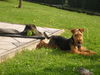 Welsh Terrier Hund