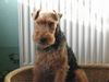 Welsh Terrier Hund