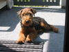 Welsh Terrier Hund