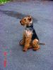 Welsh Terrier Hund