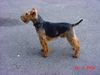 Welsh Terrier Hund