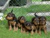 Welsh Terrier Hund