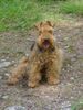Welsh Terrier Foto: sie schreiben Alter der Welsh-Terrier 14 Jahre...meine Hündin Myrille geht ins 16.Alterjahr (ID 5482) Welsh Terrier Hund
