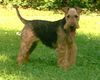 Welsh Terrier Foto: Olivia of Welsh-Fargo (ID 4868) Welsh Terrier Hund