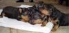 Welsh Terrier Foto: Unsere Babys mit im Alter von einer Woche (ID 4872) Welsh Terrier Hund