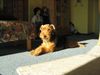 Welsh Terrier Hund