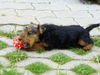 Welsh Terrier Hund