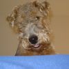 Welsh Terrier Hund