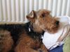 Welsh Terrier Hund