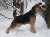 Welsh Terrier Hund