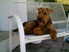 Welsh Terrier Hund