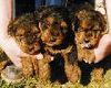 Welsh Terrier Hund