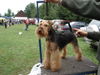 Welsh Terrier Hund