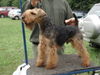 Welsh Terrier Hund