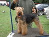 Welsh Terrier Hund