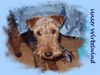 Welsh Terrier Hund