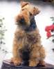 Welsh Terrier Foto: Xadu of Welsh-Fargo (WT 30.07.1995) (ID 946) Welsh Terrier Hund
