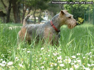 Welsh Terrier Hunde Foto 8915 Welsh Terrier Sony