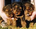 Welsh Terrier Welsh Terrierek RÁCKERTI KENNEL