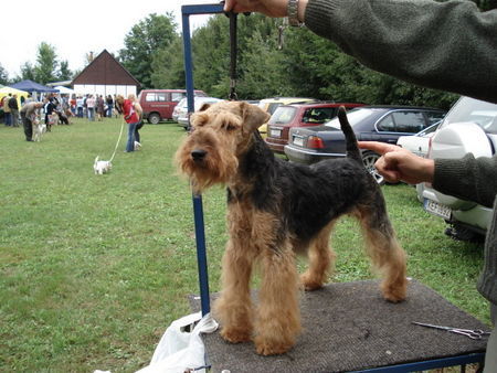 Welsh Terrier HJCH Felstead Festive Cheer  RÁCKERTI KENNEL