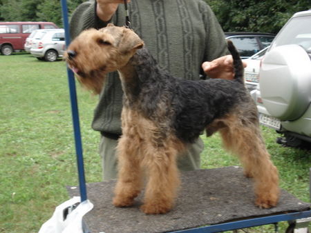 Welsh Terrier High Flyer's Dutch Copper  RÁCKERTI KENNEL