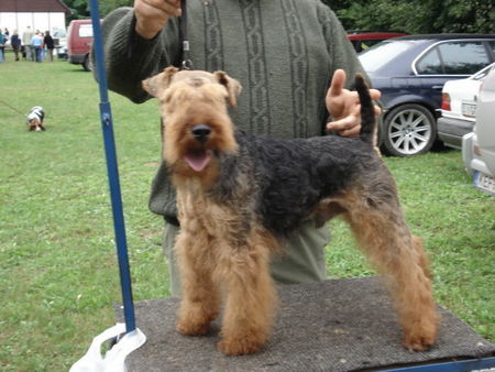 Welsh Terrier High Flyer\'s Dutch Copper  RÁCKERTI KENNEL