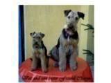 Welsh Terrier Hunde Foto 17653 in höherer Auflösung ansehen Welsh Terrier