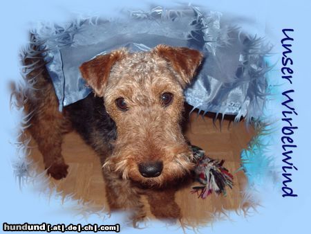 Welsh Terrier Hunde Foto 22137 in höherer Auflösung ansehen Welsh Terrier ....namens Coffee