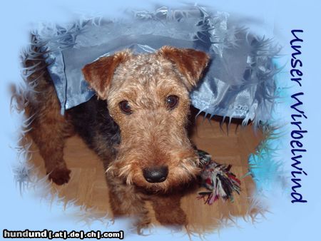 Welsh Terrier ....namens Coffee