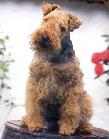 Welsh Terrier Hunde Foto 946 Welsh Terrier Xadu of Welsh-Fargo (WT 30.07.1995)
