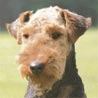 Welsh Terrier, Waliser Terrier