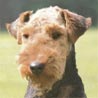 Welsh Terrier, Waliser Terrier Welsh Terrier, Waliser Terrier
