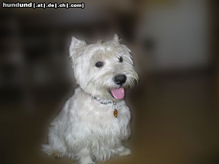 West Highland White Terrier Hunde Foto 15224 in höherer Auflösung ansehen West Highland White Terrier