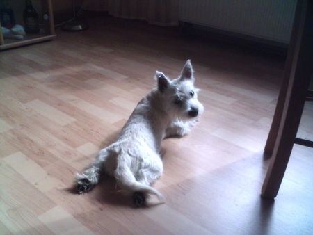 West Highland White Terrier Hunde Foto 27490 in höherer Auflösung ansehen West Highland White Terrier