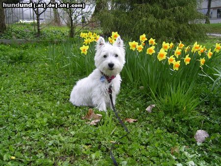 West Highland White Terrier Hunde Foto 11702 West Highland White Terrier Endlich Frühling