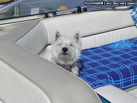 West Highland White Terrier Hunde Foto 11703 West Highland White Terrier Kenny beim Sonnebaden