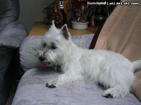 West Highland White Terrier Hunde Foto 12806 West Highland White Terrier was gibt es heute im Fernsehen ?