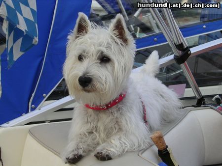 West Highland White Terrier Hunde Foto 14537 West Highland White Terrier Wo geht er denn jetzt schon wieder hin ?