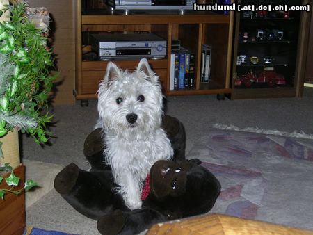 West Highland White Terrier Hunde Foto 18022 West Highland White Terrier Der gehört mir !
