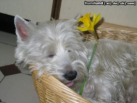 West Highland White Terrier Hunde Foto 19378 in höherer Auflösung ansehen West Highland White Terrier Micky und der Frühling
