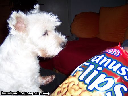 West Highland White Terrier Hunde Foto 7696 West Highland White Terrier Für Flips würd' ich sterben