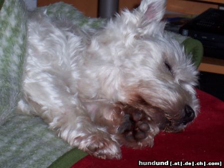 West Highland White Terrier Hunde Foto 7697 West Highland White Terrier --schnarch--